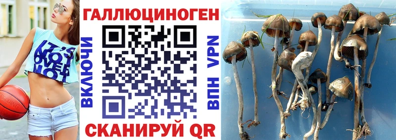 Галлюциногенные грибы прущие грибы  Бузулук 
